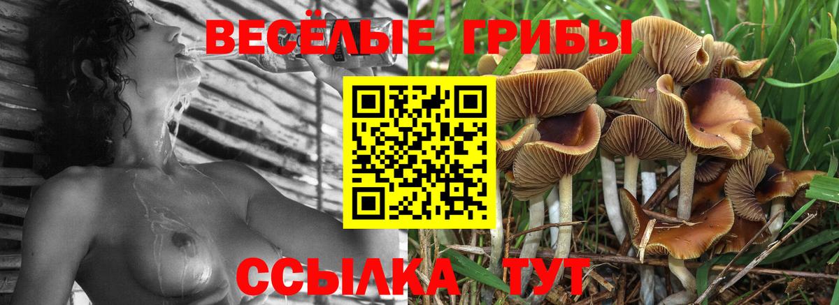Псилоцибиновые грибы GOLDEN TEACHER Саранск